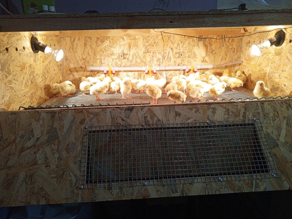 Брудер для курчат