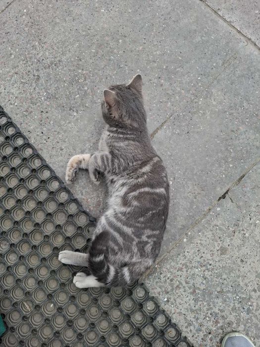 Тигрик хлопчик ,7 місяців