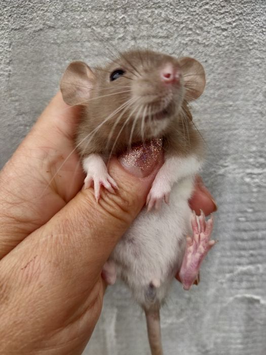 Крысята Дамбо и стандарт