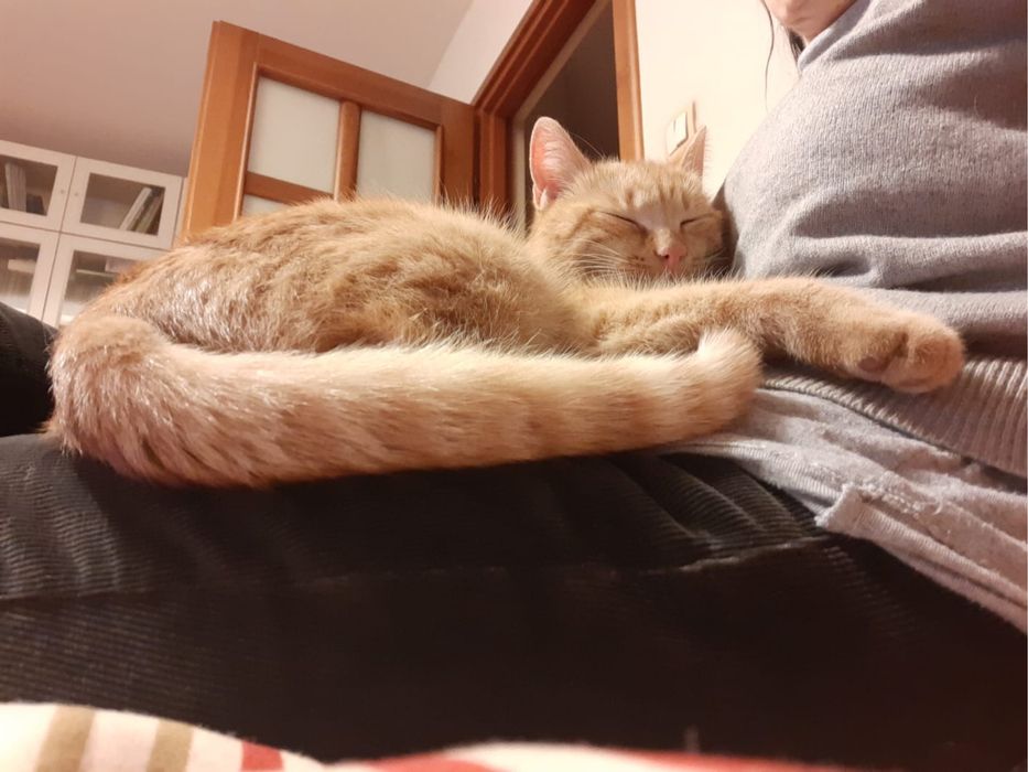 Dolce & Gabbana- dwaj rudzi koci bracia szukają właśnie Ciebie!