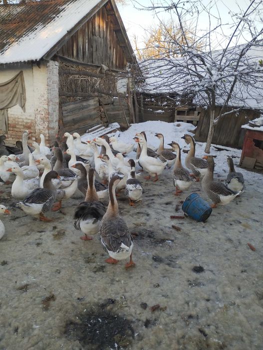 Продам  молодняк гусей.