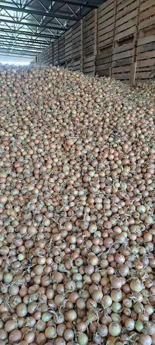 Cebula żółta, ilości tirowe