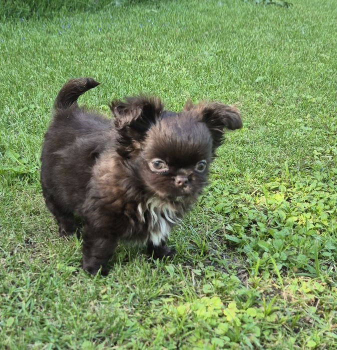 Czekoladowy piesek chihuahua