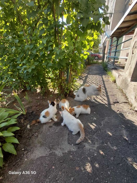Кошенята в добрі руки