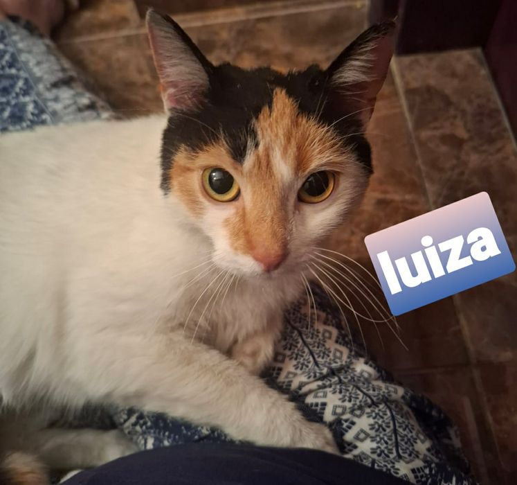 Urocza ,wysterylizowana kotka szuka kochajacego domu.