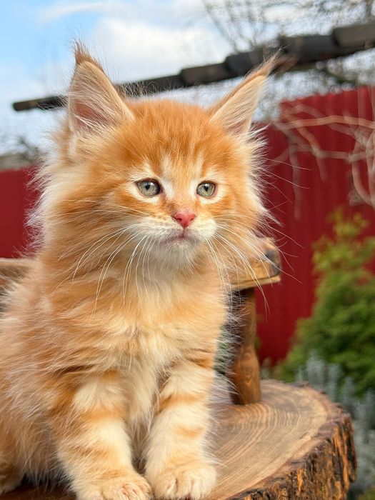 Мейн  кун дівчина  руда краля