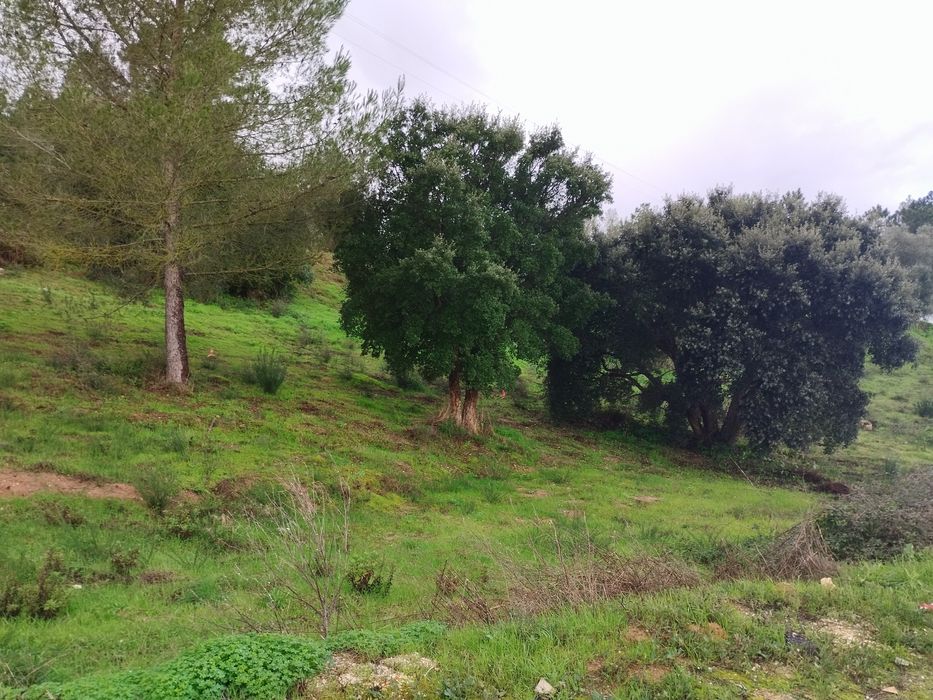 Lote urbano para construção de moradia.