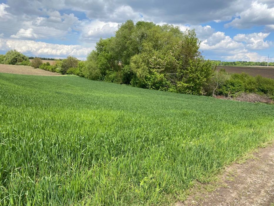 Продам 58 сот. Малиничі біля озера. ТЕРМІНОВО