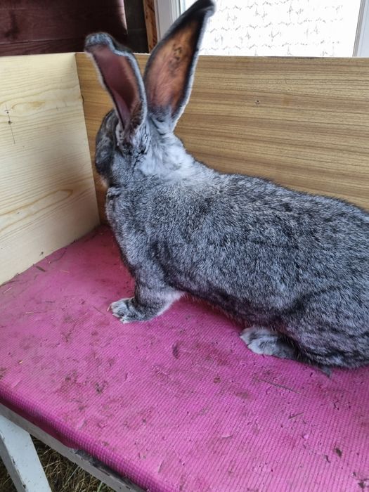 Olbrzymy Belgijskie szynszylowe