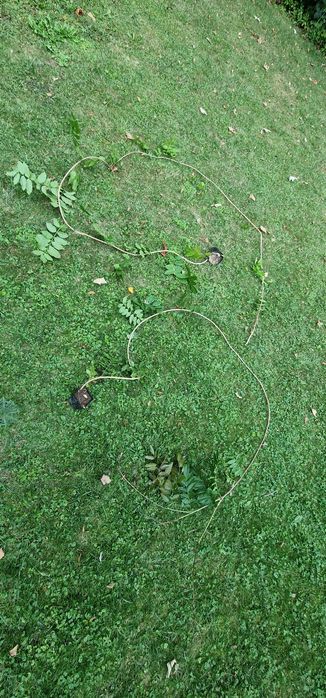 Glicynia sadzonki ok 1-2mb możliwość wysyłki