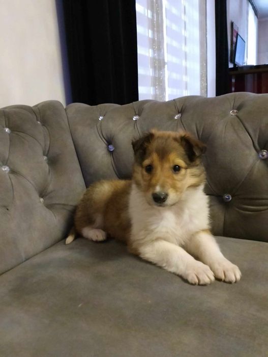 Suczka owczarek szkocki collie długowłosy