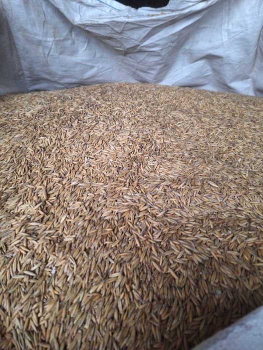 Owies owies Bingo, mieszanka pszenica i jęczmień