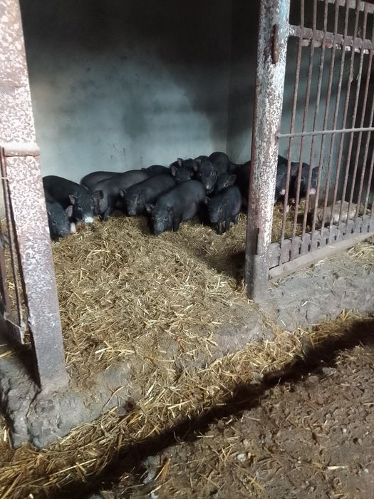 Продам в'єтнамсьні поросятка