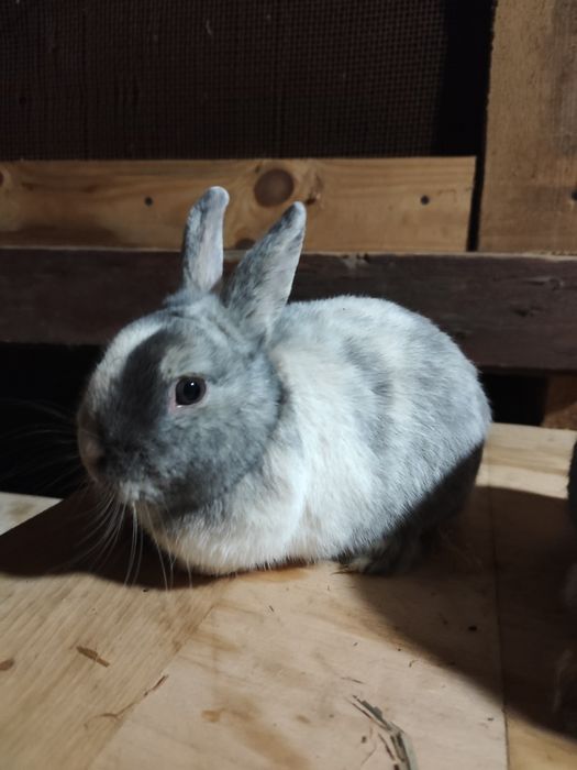 Piękne Króliki sprzedam