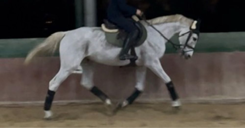 Cavalo para lazer