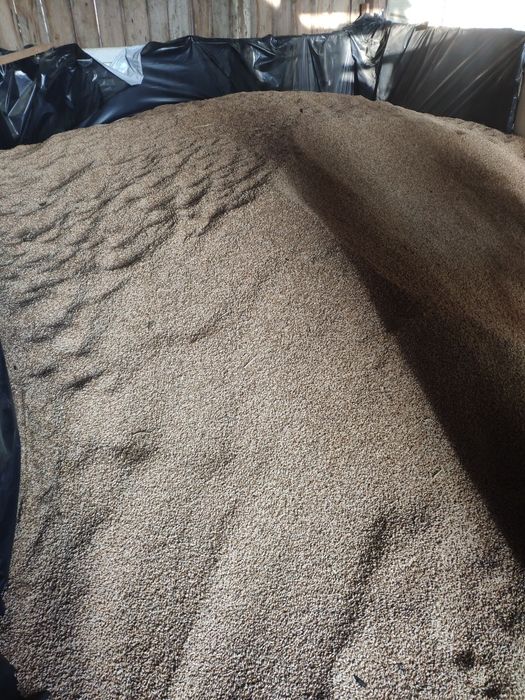 Sprzedam pszenżyto i mieszankę