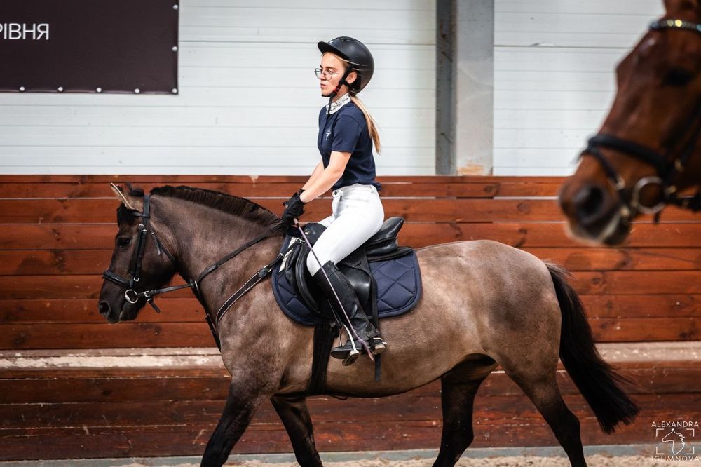 Кобилу, кобыла, лошадь, пони