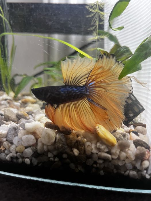 Super piękny samiec bojownika