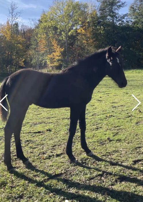 Grandess (Gala x Chojrak)