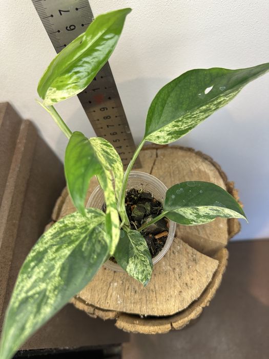 Епіпремнум Epipremnum White Marble