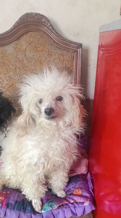 Той пудель дівчінка