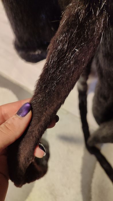 Чорна жіноча шуба