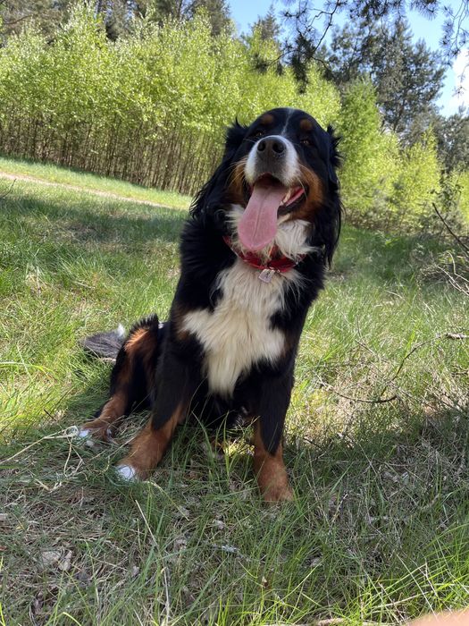 Dorosła sunia berneński pies pasterski