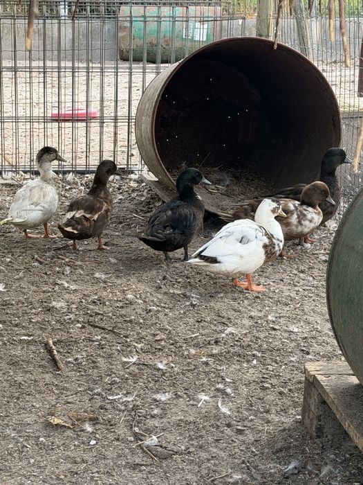 Patos call duck ou mignons