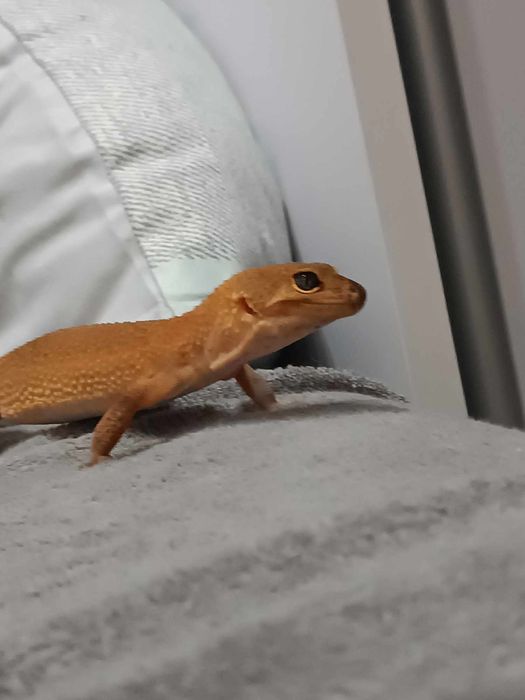 Gekon lamparci odmiana tangerine, samiczka około 6 lat