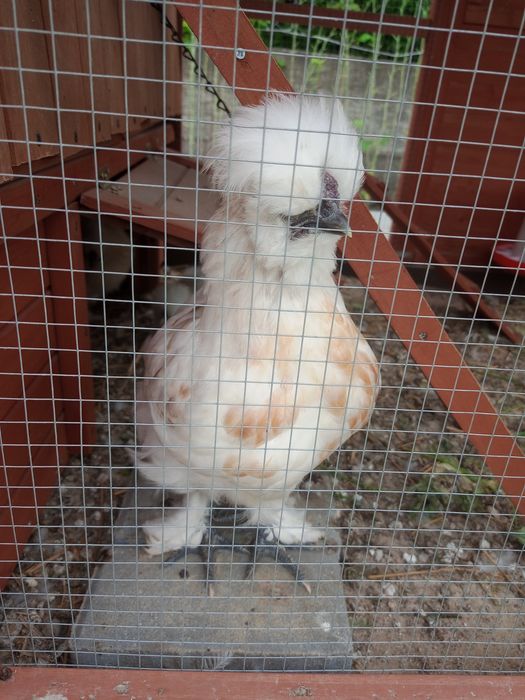 Koguty kury silka silki  zdrowe