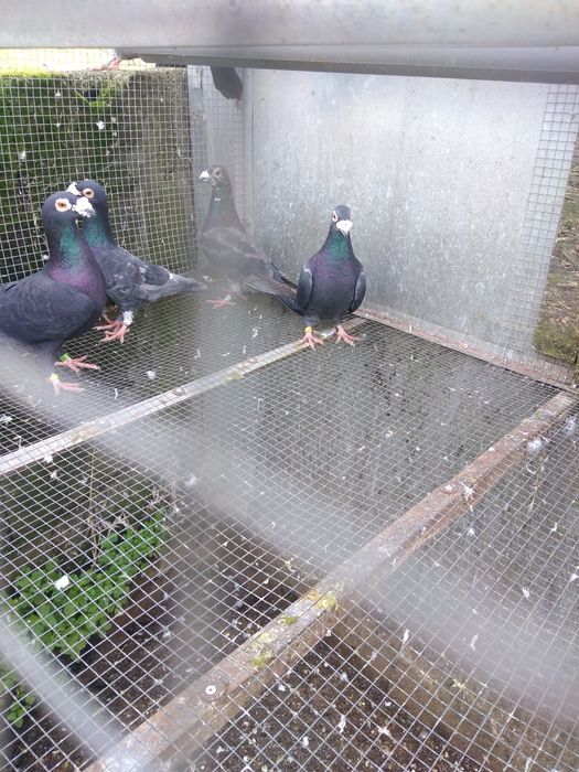 Pombos correios para venda