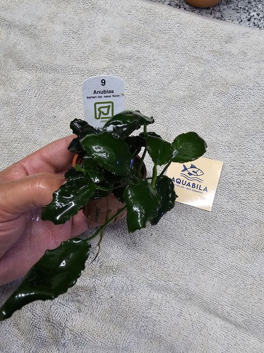 Anubias echinodouros entre outras plantas para aquário