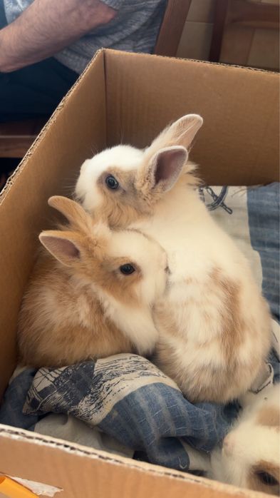 Pilne! Króliczki miniaturki