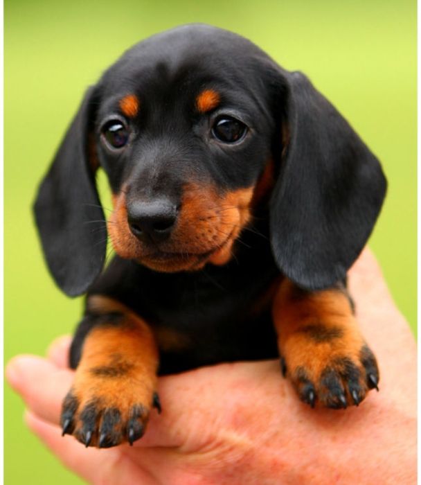 Малюк із великим серцем чекає на турботливих господарів.