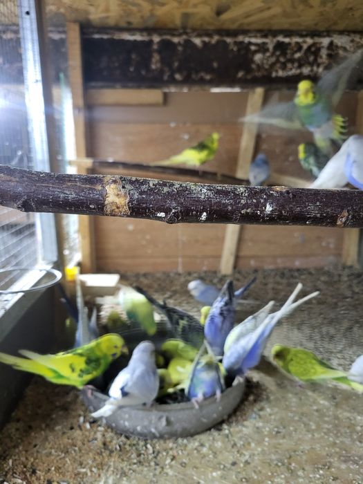 Papugi faliste I nimfy