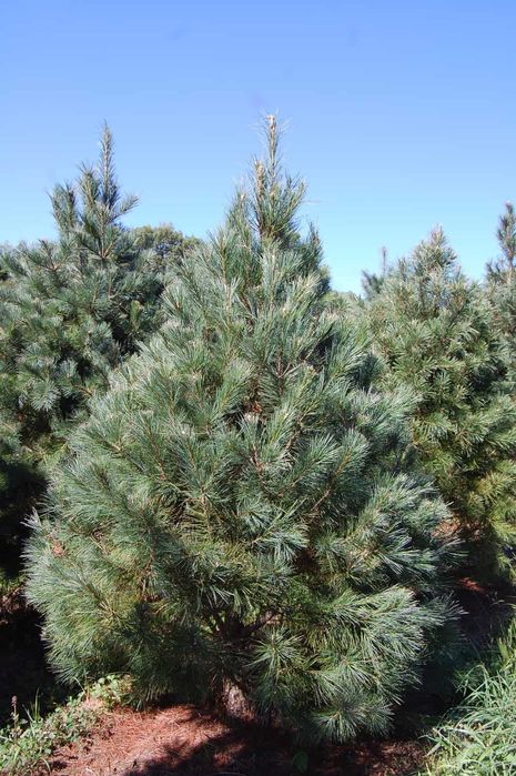 Сосна стобиформтс Pinus strobiformis
