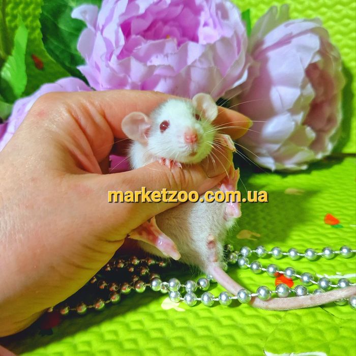 Крыска Дамбо,крыса,крысы,крыски,,щур,щури