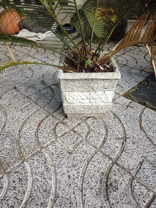 Planta cyca com ou sem vaso