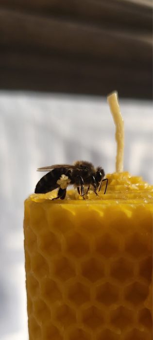 Velas artesanais de cera de abelha