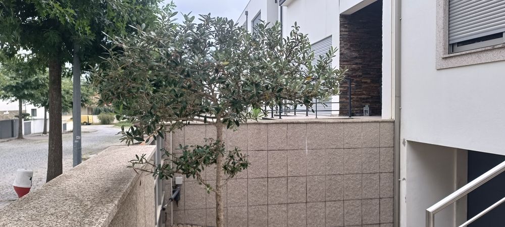 Oliveira em vaso