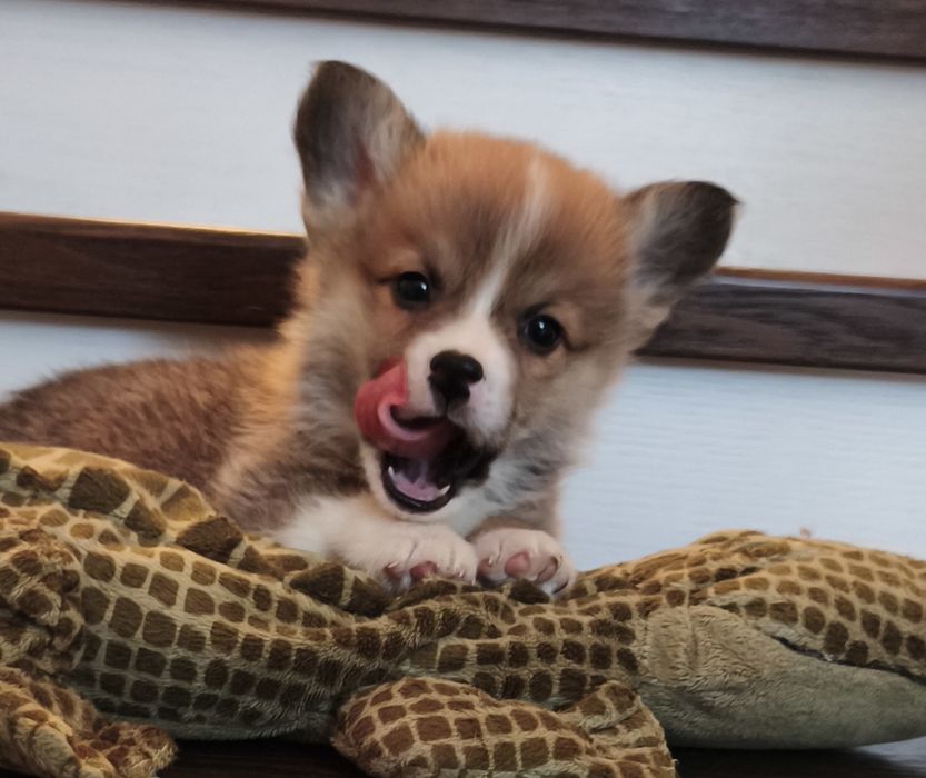 Щенки корги продаю