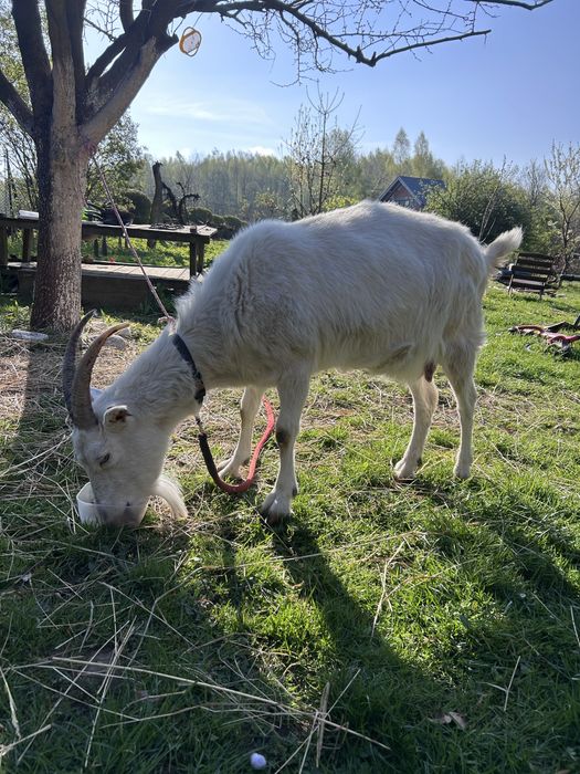 Koza z mlekiem, szuka dobrego domu