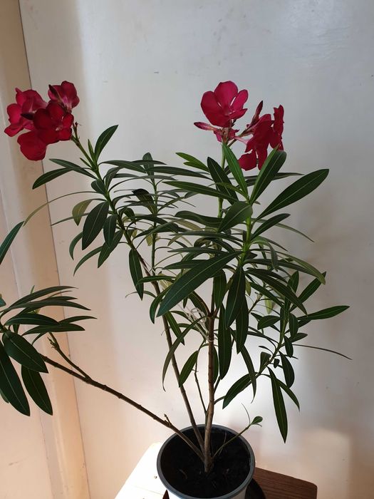 oleander - kwiat doniczkowy