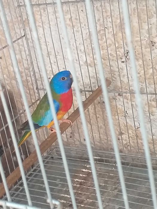 Esplêndidos ( neophema splendida )