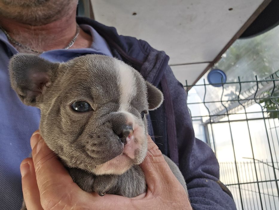 Buldogue Francês femea .