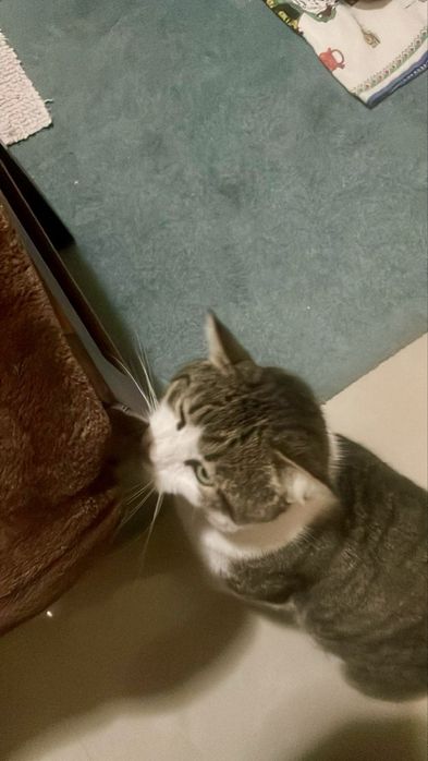 Gato adulto para adoção responsável