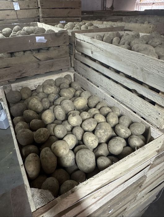 Ziemniaki riviera wielkosc sadzeniaka ziemniak