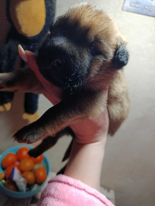 Віддам даром цуценят