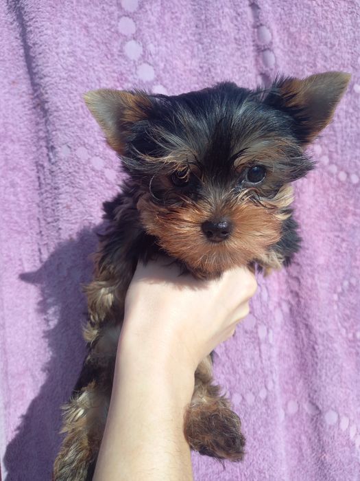 Восхитительный парнишка