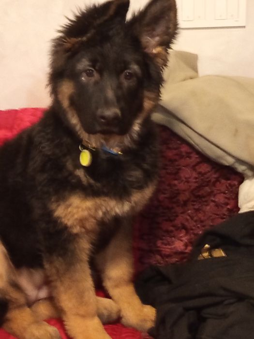 Цуценя німецької вівчарки